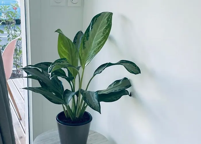 Cosy Et Chaleureux Proche Des Grandes Entreprises Toulousaine Appartement